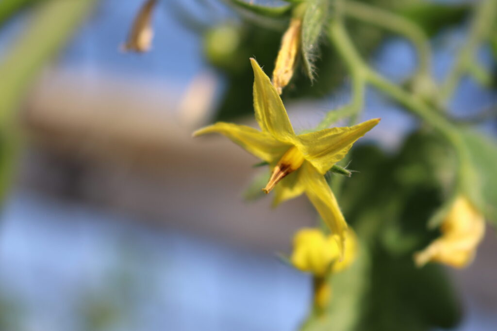 トマト 受粉 マルハナバチ バイトマーク