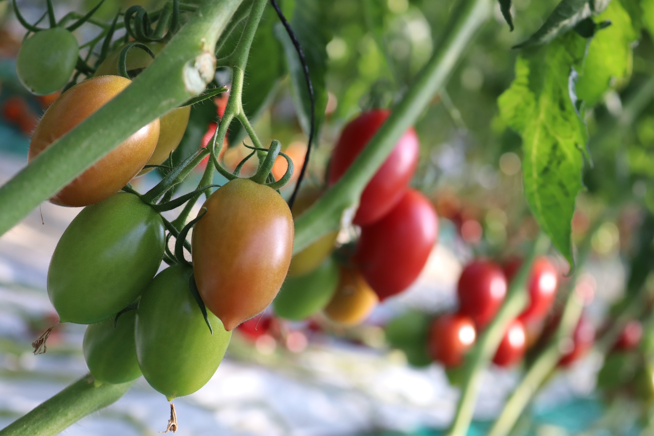 湘南の
　　陽を浴びて