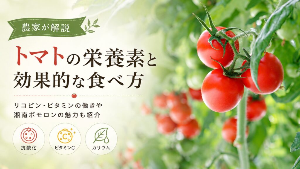 トマトに含まれる栄養素は？リコピンやビタミンの働きと効果的な食べ方