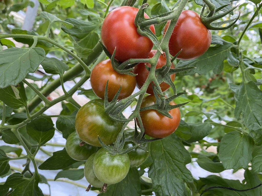 中玉トマト