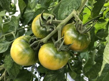 甘くて美味しい!フルーツトマトの特徴と栽培方法について