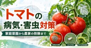 トマト　病害虫